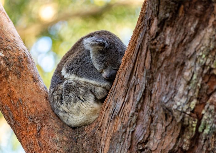 Koala sleeping in a gumtree at Port Stephens Koala Sanctuary, One Mile